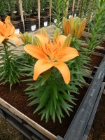 [5027 Tiny Invader No02.JPG]